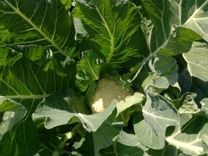 
A fresh cauliflower nestled among large, green leaves with visible water droplets on the foliage.