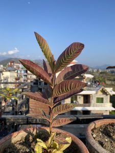 A close-up of a plant with reddish-purple leaves, with buildings and a clear blue sky behind it.