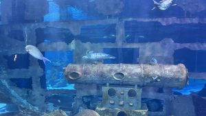 An underwater scene showing a sea turtle and several tropical fish swimming around a moss-covered cannon near a shipwreck reef.