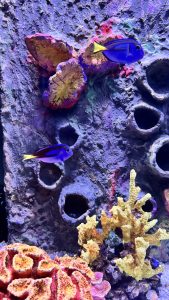 A vibrant underwater scene featuring two blue tropical fish swimming near a textured rocky background. The rocks are adorned with colorful corals, including bright orange and yellow varieties.