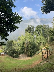 A lush green landscape featuring a variety of trees, including tall bamboo and banana plants, under a partly cloudy sky. I
