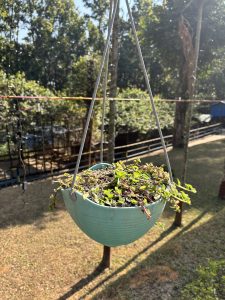 A turquoise hanging planter filled with small green plants and soil is suspended in a backyard setting, surrounded by lush trees and sunlight.