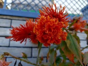 A close-up shot of vibrant orange and red flower clusters, resembling fluffy pom-poms, against a background of light grey brick wall and a lattice fence.