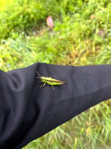 A green grasshopper is perched on a person's black clothing, with a soft focus background of lush green grass.