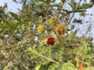 Close-up of prickly Solanum plant with spiky green leaves and vibrant red berries, set against a blurred natural background under a clear sky.
