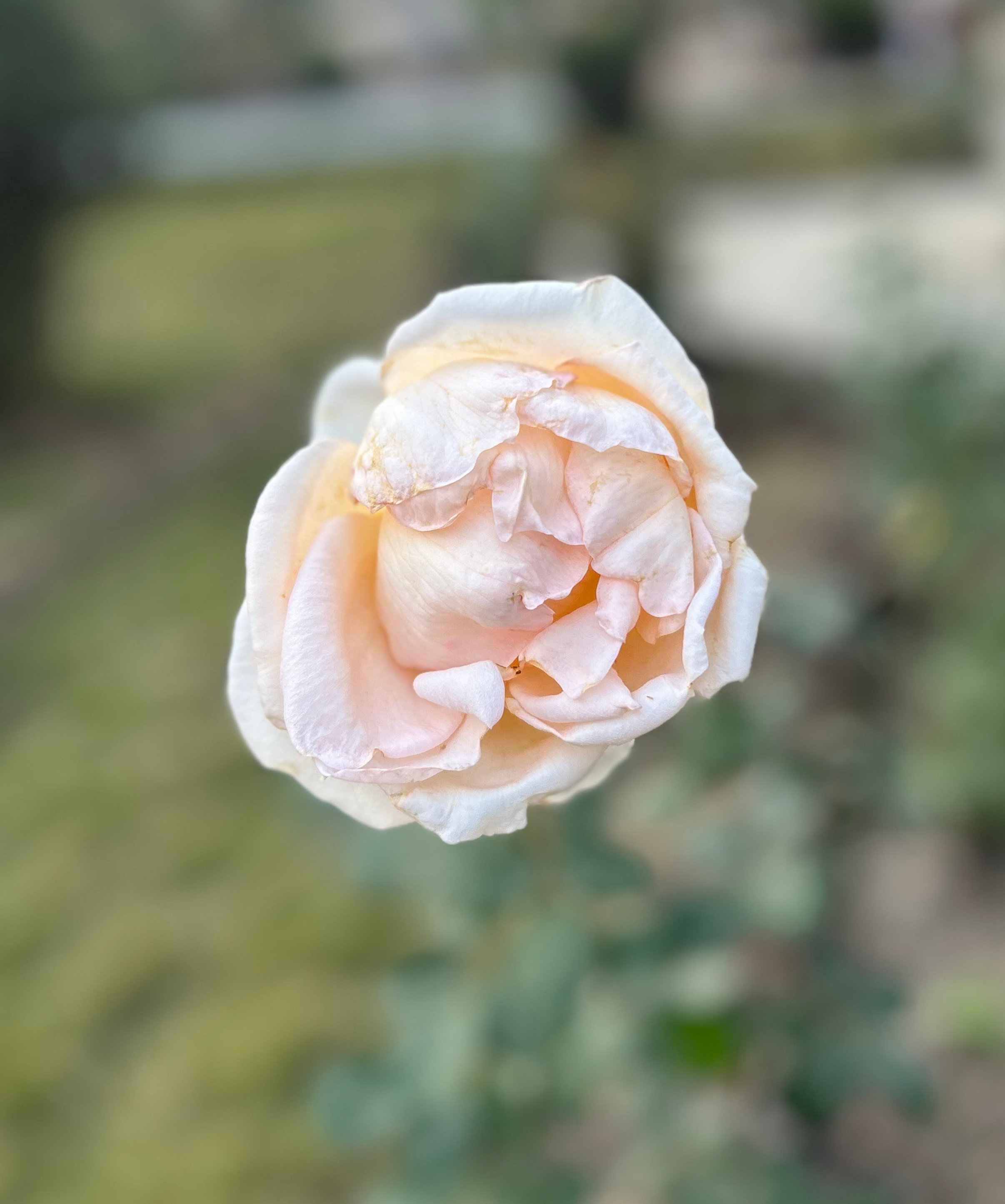 A single, soft pink rose blooms prominently in the foreground, showcasing delicate, layered petals that appear velvety and slightly ruffled.