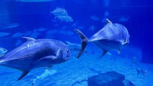 Two large silver fish in the foreground swim past several other fish in a vibrant blue aquarium tank.