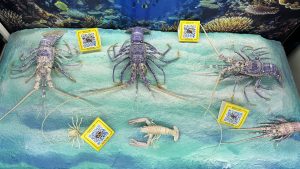 A display featuring multiple large blue lobsters and smaller crustaceans arranged on a light blue sandy surface.