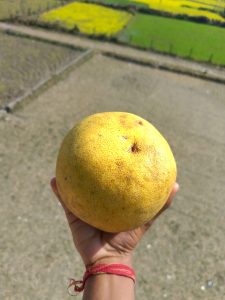 A person holding a large yellow pomelo (Bhogate), with green and yellow fields in the background.