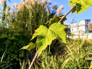
A close-up view of a green leaf with a textured surface, attached to a slender branch. In the background, there are tall grasses and soft, fluffy plants, under a clear blue sky.