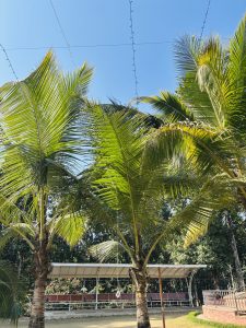 Tall palm trees with green fronds stand against a blue sky, with a shaded seating area and white canopy in the background.