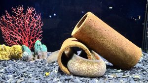 A spotted moray eel resting in a clay pipe among gravel and coral.