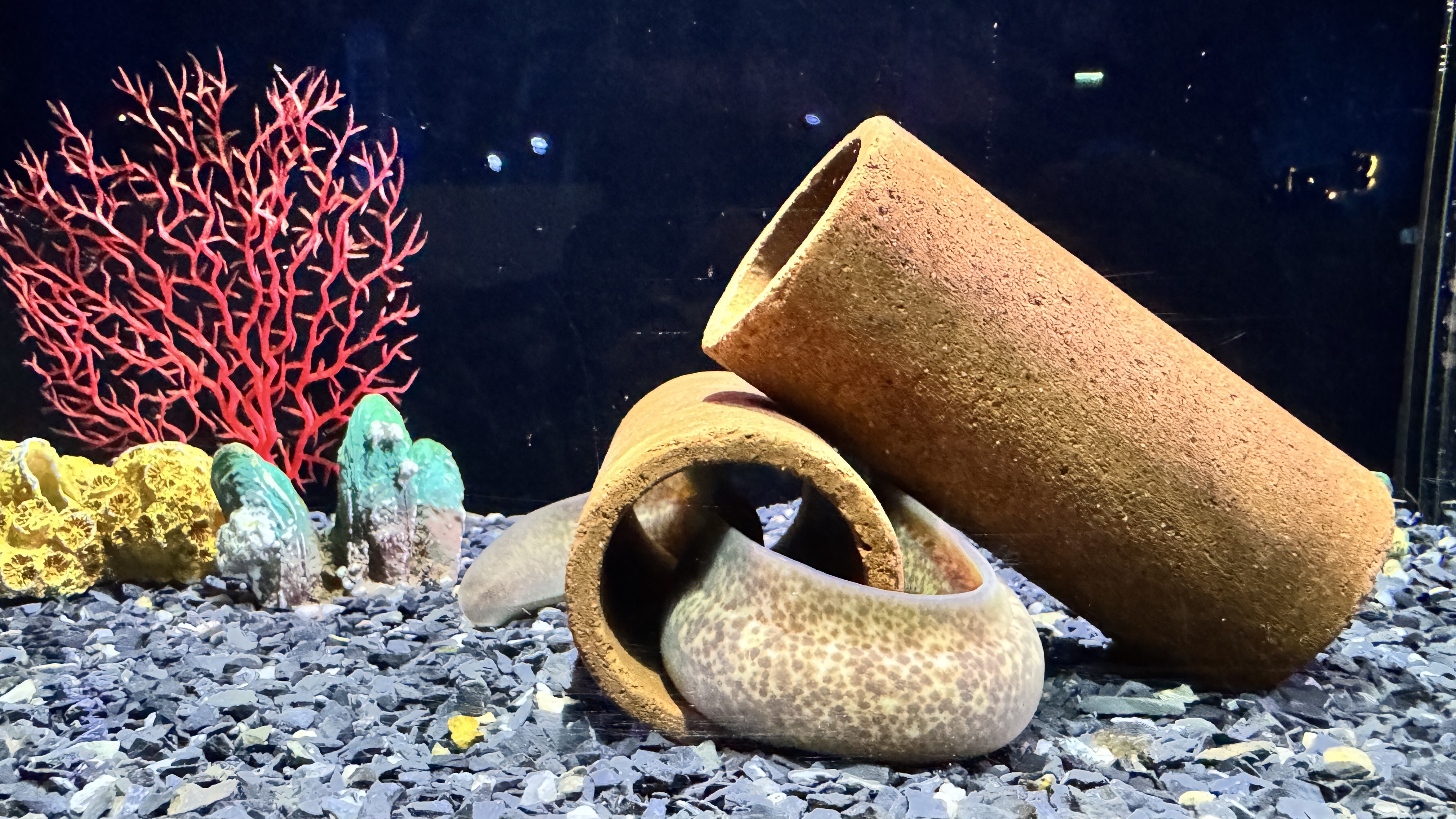 A spotted moray eel resting in a clay pipe among gravel and coral.