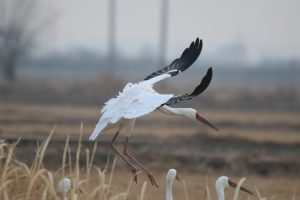 A Siberian Crane coming in for a landing in a grassy field. Its wings are spread wide, showing off the black feathers at the tips, and its long legs are reaching down to touch the ground.