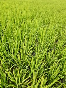 A lush green paddy field in Vazhakkad, Malappuram, filled with healthy rice plants growing close together, showing fresh growth and a calm rural scene. 