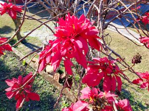 A close-up view of vibrant red flowers on a tree branch, surrounded by thin, bare branches