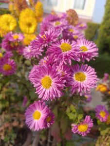 A vibrant display of pink daisies fills the foreground, showcasing their delicate petals and bright yellow centers. In the background, sunny yellow flowers add contrast, creating a colorful floral arrangement set against a softly blurred garden backdrop.