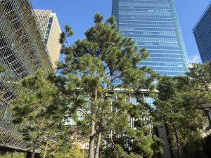 A tall conifer tree in front of modern glass buildings reflecting the blue sky in Osaka.