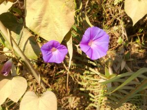 Two purple flowers with bell-shaped petals are shown, surrounded by green foliage and dried leaves.
