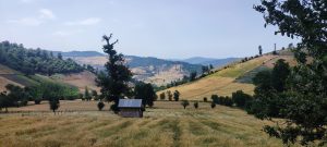 Golden wheat fields and green hills stretch under a blue sky, with a small hut under a tree and forested mountains in the distance.