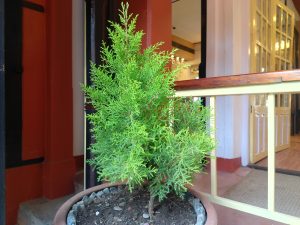 A small, vibrant green coniferous plant is growing in a round terracotta pot, adorned with small pebbles on the surface of the soil. 