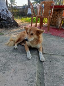 A dog that looks a little like a fox lies on a stone tile floor outside. Behind him is an outdoor table and chairs. Nearby the the base of a large palm tree.