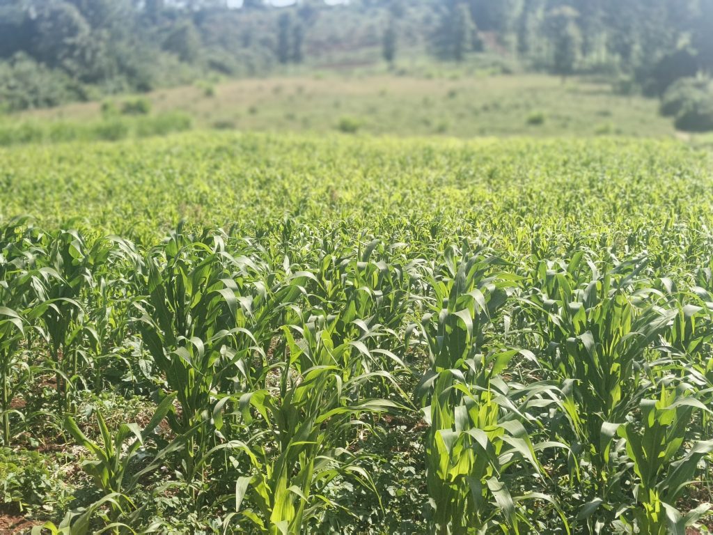 Young maize plants growing in a healthy green field in rural Kenya.