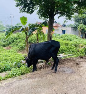 A black cow stands near a tree with green banana plants in a lush rural setting, under a cloudy sky. A small house is visible in the background.