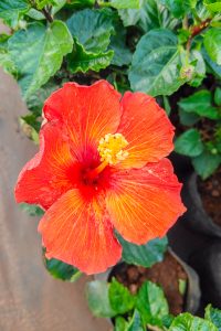 A vibrant, large hibiscus flower dominates the center of the image, showcasing brilliant shades of red and orange.
