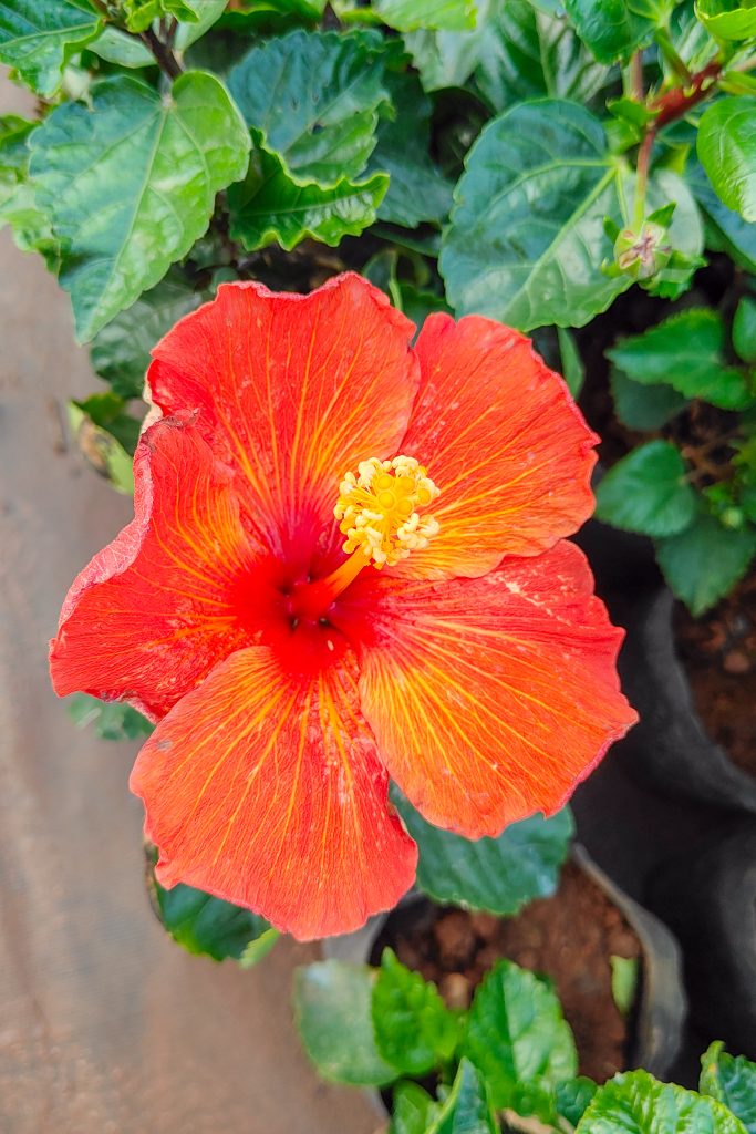 A vibrant, large hibiscus flower dominates the center of the image, showcasing brilliant shades of red and orange.