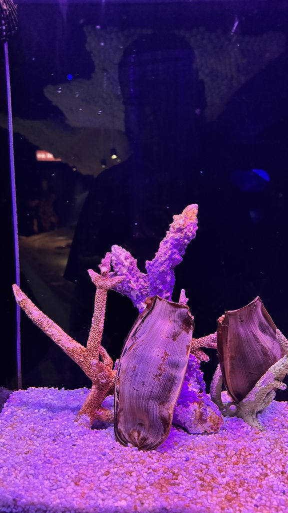 Brown egg cases and purple coral structures stand on white aquarium gravel under deep blue lighting.