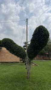 A unique tree with two rounded clusters of dense green foliage stands on grass, with a utility pole, power lines, and a partially visible earthy-toned building in the background.