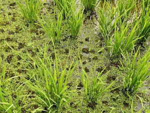 Young rice plants rise from shallow water covered with small green water plants in Vazhakkad, Malappuram, highlighting natural farming and wetland life. 