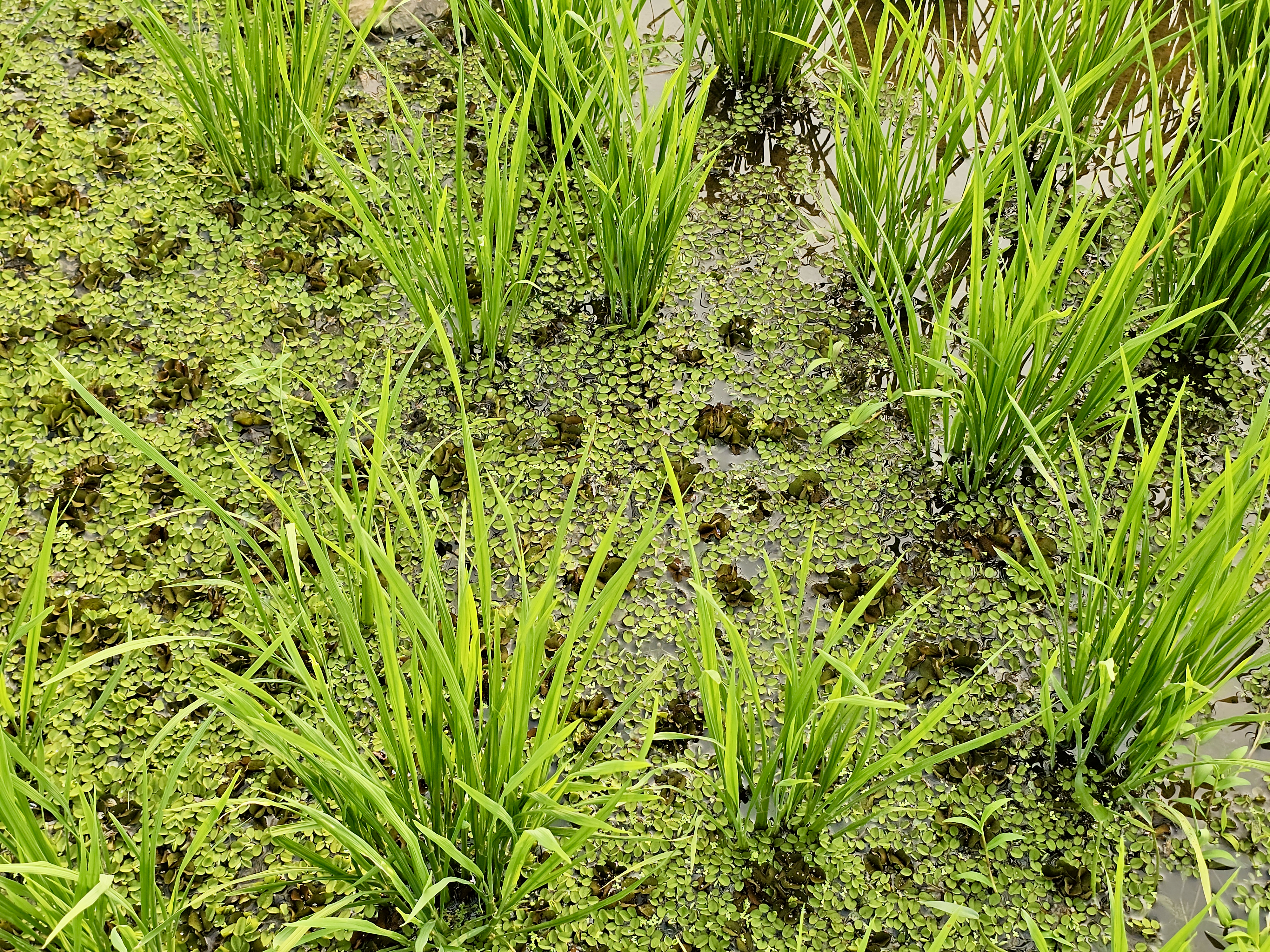 Young rice plants rise from shallow water covered with small green water plants in Vazhakkad, Malappuram, highlighting natural farming and wetland life.