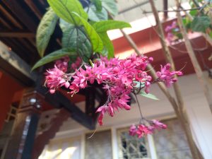 A close-up view of vibrant pink flowers with slender petals and green leaves, hanging from a branch.