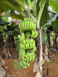 A cluster of green bananas hanging from a banana plant, surrounded by lush banana leaves and earthy soil in the background.