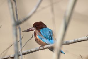 A close-up of a White-throated Kingfisher perched quietly on a thin, bare branch.