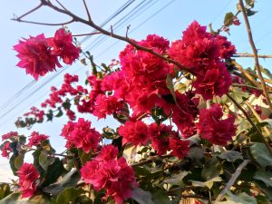 A vibrant display of pink bougainvillea flowers fills the foreground, with clusters of blooms nestled among green leaves.