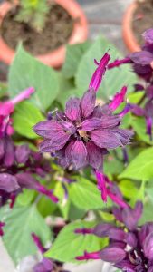 A close-up photograph of a purple flowering plant with vibrant purple blooms and green leaves.