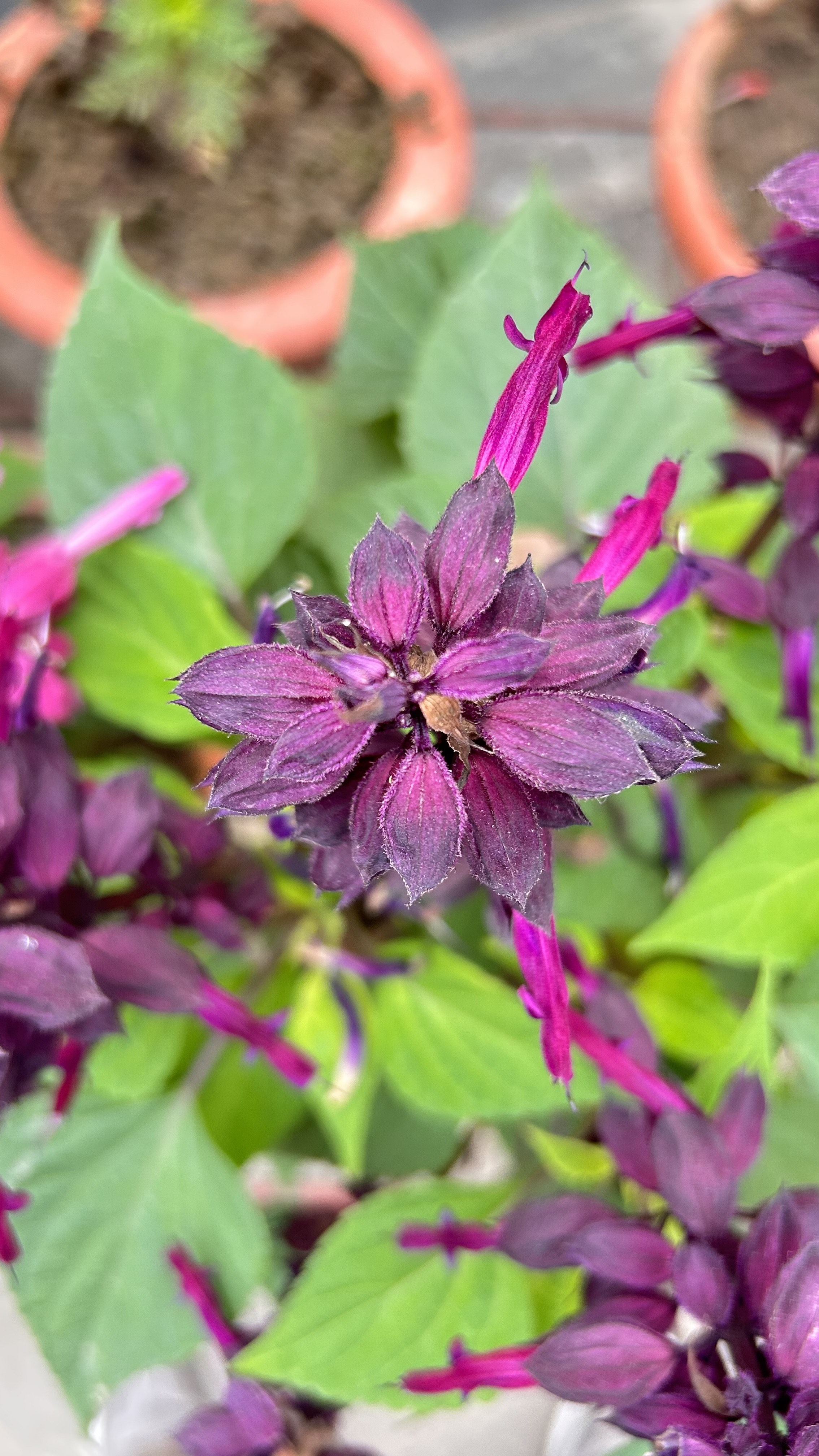 A close-up photograph of a purple flowering plant with vibrant purple blooms and green leaves.