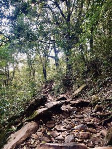 
A winding dirt path leads through a lush green forest, with tall trees and dense foliage on either side.