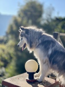 A fluffy gray and white dog sits next to a round lamp on a stone surface, looking off into the distance.