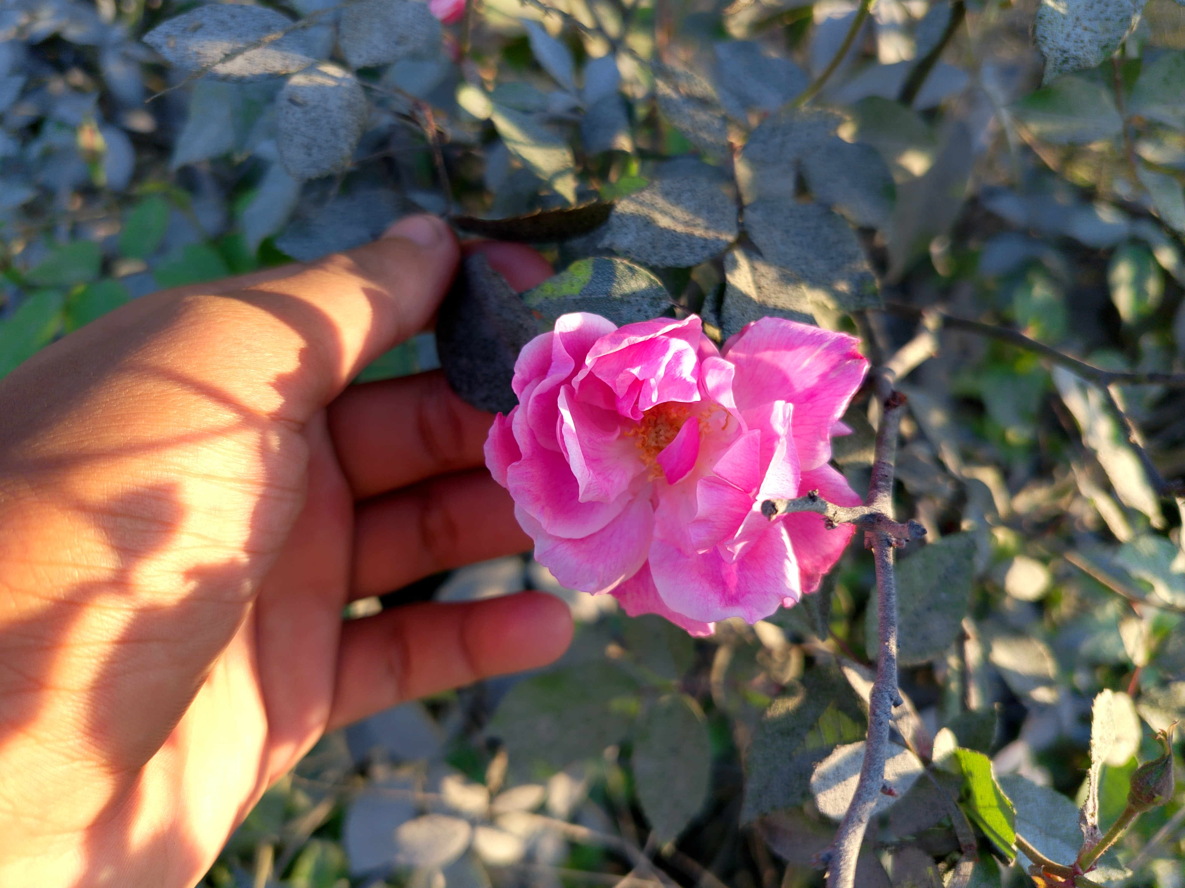 A bright pink wild rose, partly in sun, partly in shade. A hand is on the left, lifting it up.