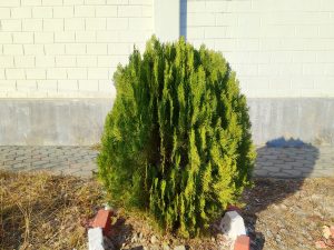 A round, lush green shrub is positioned in front of a pale yellow wall. 