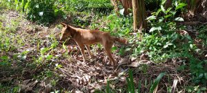 
A small, light brown dog stands in a lush, green area filled with various plants and fallen leaves.