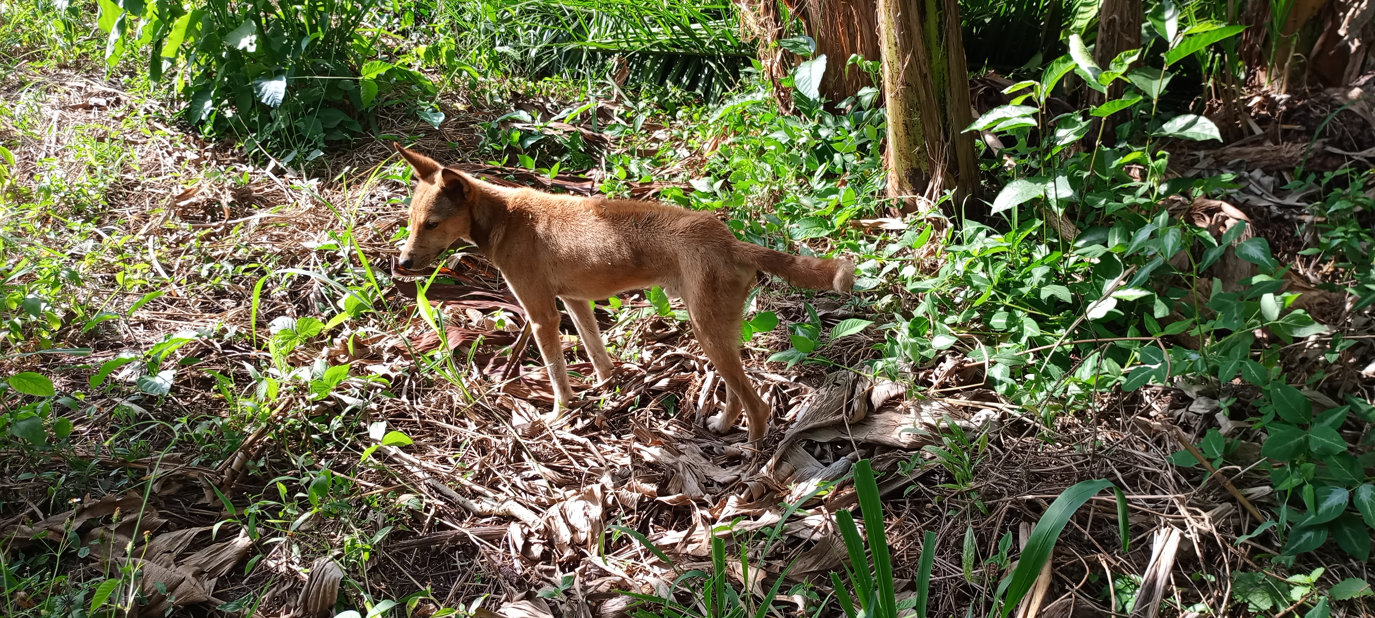 A small, light brown dog stands in a lush, green area filled with various plants and fallen leaves.