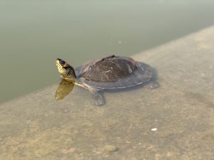 A turtle (tortoise) sits on the edge of a shallow body of water, with its head raised above the surface. The turtle has a dark shell with some patterns and a yellowish neck with darker stripes. The water is calm, and a concrete ledge is visible in the foreground, reflecting the turtle’s image.
