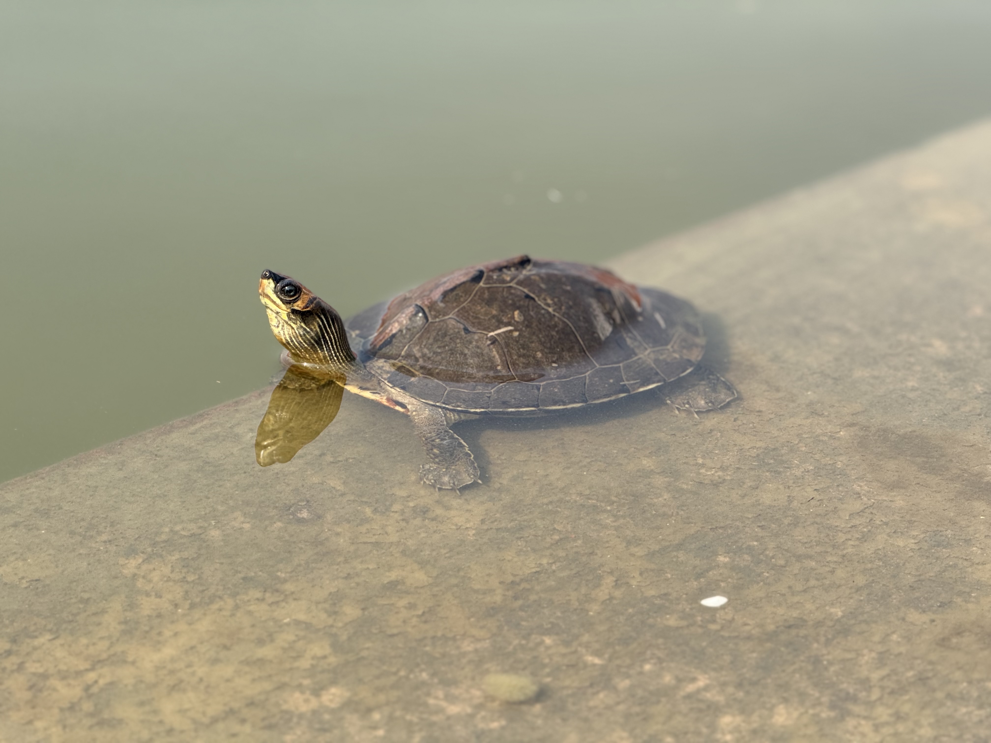 A turtle (tortoise) sits on the edge of a shallow body of water, with its head raised above the surface. The turtle has a dark shell with some patterns and a yellowish neck with darker stripes. The water is calm, and a concrete ledge is visible in the foreground, reflecting the turtle's image.