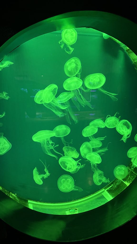 Glowing moon jellyfish swim in a dark tank, shining bright neon green as they move in a circle.