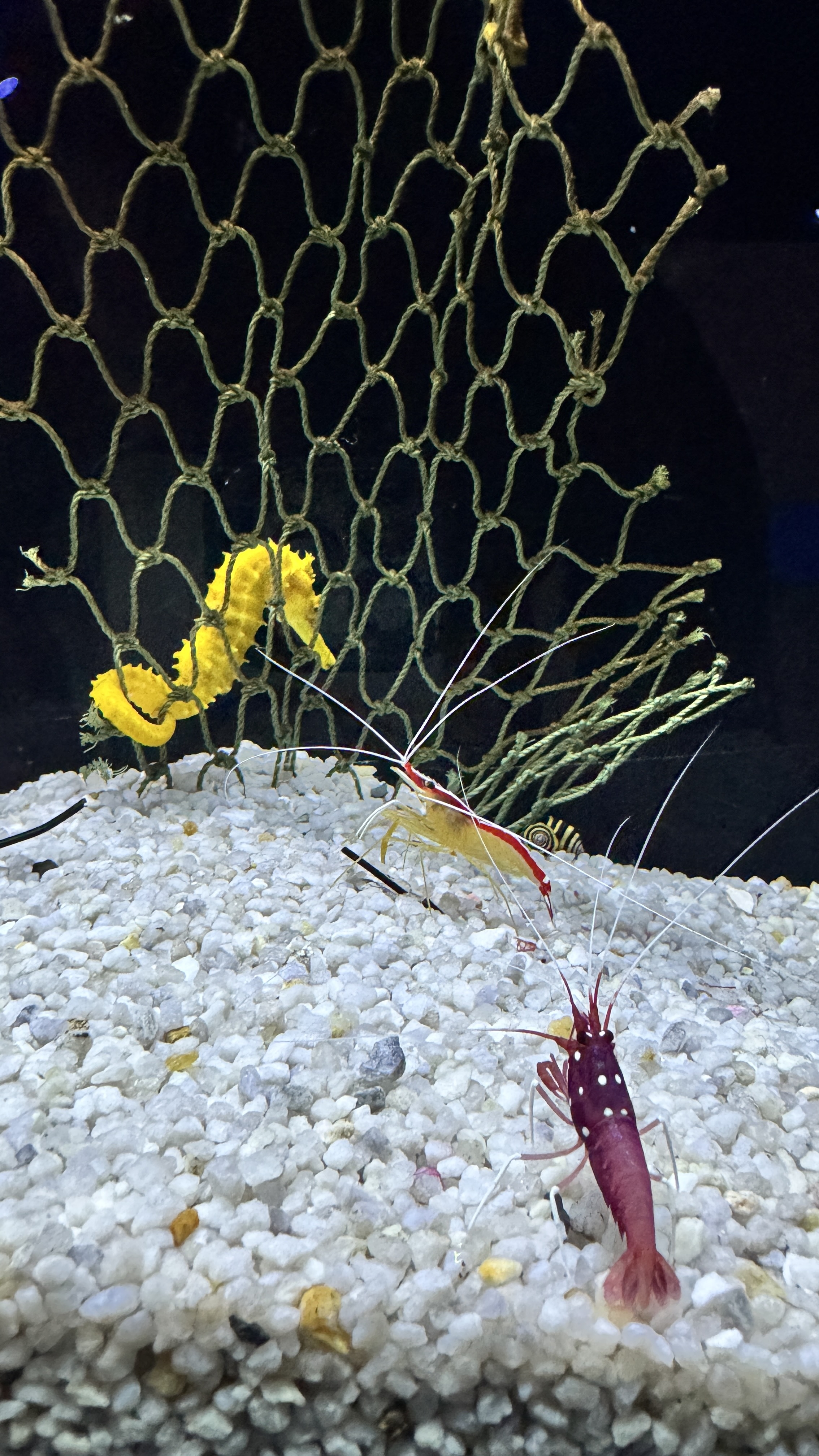 A yellow seahorse clings to a green net as peppermint shrimp walk on white pebbles.